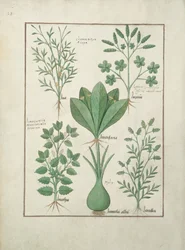 Gelbe Bugle, Incensaria und Lupius oben, Hundsquecke, Lilienlauch und Linsen unten, Illustration aus Das Buch der einfachen Heilmittel von Matteaus Platearius